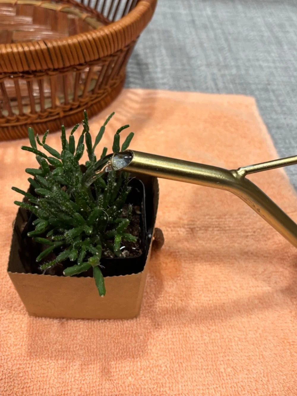 care of environment plant watering & misting by idlewild Montessori